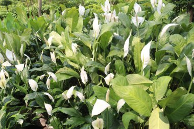 Çocuk odasındaki Spatthiphyllum kochii bitkisi satılık. Nakit ürünler. oda gazlarını absorbe edebilir. Hava temizleme özellikleri var.