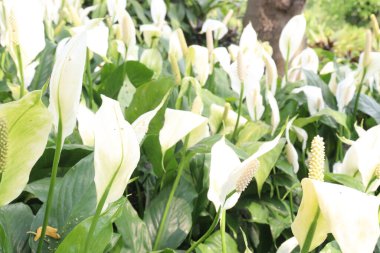 Çocuk odasındaki Spatthiphyllum kochii bitkisi satılık. Nakit ürünler. oda gazlarını absorbe edebilir. Hava temizleme özellikleri var.