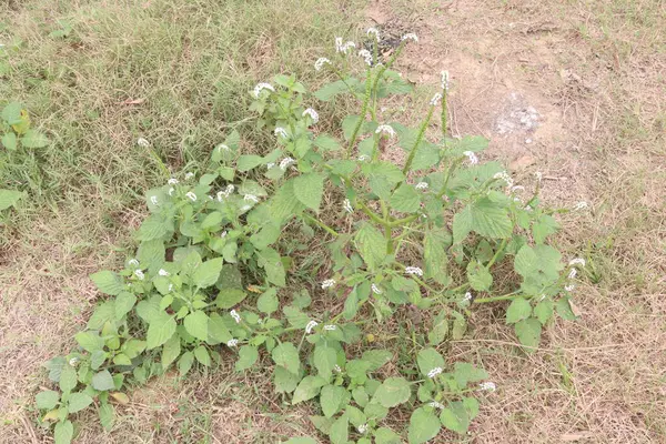 Heliotropium indicum, genellikle ormandaki Hint heliotroposu olarak bilinen beyaz çiçeğe sahiptir. Antibakteriyel, antienflamatuar ve ağrı kesici özellikleri olduğuna inanılır.