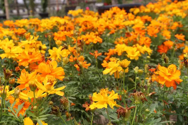 Çiftlikteki turuncu renkli sülfür kozmosu bitkisi hasat için nakit mahsuldür. Bu güzel yapraklar da yenilebilir. Antioksidan var, oksidatif DNA hasarına karşı etkili.