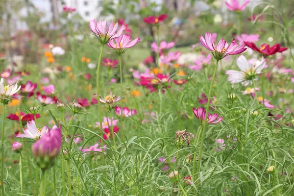 pink colored garden cosmos flower on farm for harvest