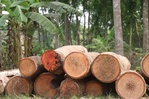 Satmak için Hindistan cevizi kereste kütükleri sahada