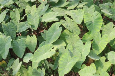 Taro bitkisi hasat için nakit ekin topluyor. Kök diyet liftir, karbonhidrattır, her ikisi de sindirim sisteminin işlevini ve kilo kaybını arttırır. C vitamini, B6 vitamini, E vitamini al.