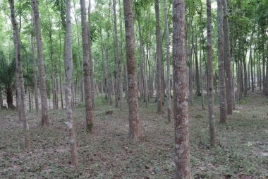 Çiftlikteki Swietenia mahagoni ağacı hasat için nakit mahsuldür.