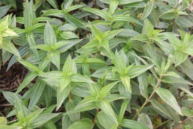 Ormanda Pouzolzia hirta bitkisi. Yerel lehçede Oyik olarak bilinen şifalı bir bitki. Pirinçle birlikte tüketilen ana yemek kursunun bir parçası olarak.