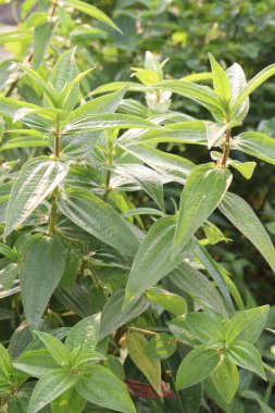 Ormanda Pouzolzia hirta bitkisi. Yerel lehçede Oyik olarak bilinen şifalı bir bitki. Pirinçle birlikte tüketilen ana yemek kursunun bir parçası olarak.