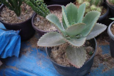 Bahçedeki pembe renkli Kalanchoe laksiflora çiçek çiftliği hasat için nakit mahsuldür.
