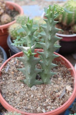 Huernia makrokarpa bitkisi kreşteki esrar satışı için nakit mahsuldür. Egzotik yıldız şekilli çiçekler. Tozlaştırıcıları çeker, yerel biyolojik çeşitliliği ve ekosistemleri destekler