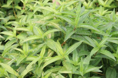 Ormanda Pouzolzia hirta bitkisi. Yerel lehçede Oyik olarak bilinen şifalı bir bitki. Pirinçle birlikte tüketilen ana yemek kursunun bir parçası olarak.