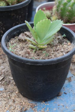Kalanchoe Fedtschenkoi bitkisi fidanlıkta asılı vaziyette satılıyor. Nakit ekinler. Tahriş olmuş deriyi yatıştırmak için kullanılır. Hidratlaştırıcı özellikleri var. Kalanchoe akne tedavisinde ve önlenmesinde yardımcı olabilir