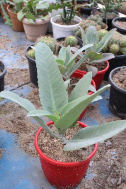 Kalanchoe gastonis bonnieri fidanlıkta asılı duran saksıda nakit mahsuller var. Hücre hasarına bağlı yaralanmaları ve hastalıkları tedavi etmek, özellikle kanser, derin bulaşıcı kesikler,,