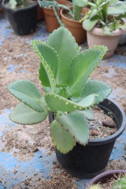 Bahçedeki pembe renkli Kalanchoe laksiflora çiçek çiftliği hasat için nakit mahsuldür.
