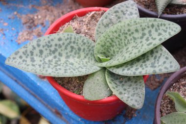 Çiftlikte satılık Drimiopsis yaprağı bitkisi nakit mahsulü. Ayrıca, zararlı bakteri ve mantarları defetmede yardımcı olabilecek antibakteriyel özelliklere sahiptir.