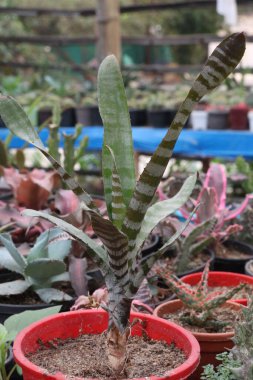 Guzmania Denise yaprak bitkisi kreşteki esrar satışı için nakit mahsuldür. ev içi toksinleri, formaldehit, benzen ve yaygın kirleticileri filtreleyebilir.