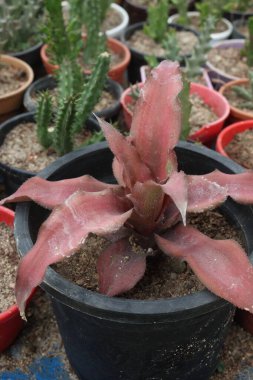 Çiftlikteki kriptanthus acaulis yaprağı bitkisi nakit mahsulü. Zararlı kirletici maddeleri ve toksinleri temizleyerek havanın temizlenmesine yardımcı olabilir.