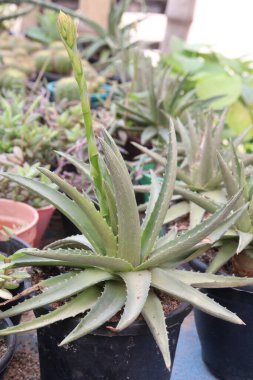 Dyckia brevifolia bitkisi fidanlıkta satışta nakit mahsuldür. Uzun kuraklık dönemlerinde hayatta kalabilen küçük bir bitkidir, çünkü uykudadır. Kayalık ortamlarda yetişir.,