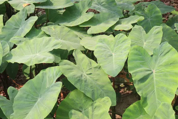 Taro bitkisi hasat için nakit ekin topluyor. Kök diyet liftir, karbonhidrattır, her ikisi de sindirim sisteminin işlevini ve kilo kaybını arttırır. C vitamini, B6 vitamini, E vitamini al.