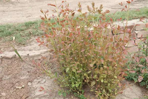 Çiftlikteki okaliptüs ağacı hasat için nakit mahsuldür.