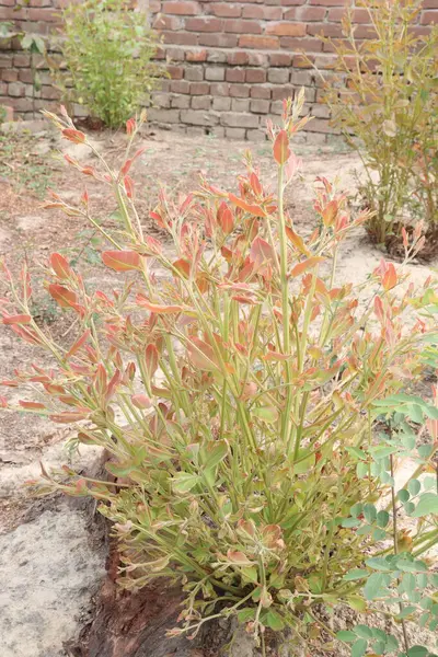 Çiftlikteki okaliptüs ağacı hasat için nakit mahsuldür.