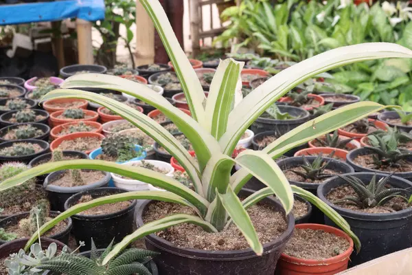 Guzmania Denise yaprak bitkisi kreşteki esrar satışı için nakit mahsuldür. ev içi toksinleri, formaldehit, benzen ve yaygın kirleticileri filtreleyebilir.