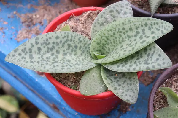 Çiftlikte satılık Drimiopsis yaprağı bitkisi nakit mahsulü. Ayrıca, zararlı bakteri ve mantarları defetmede yardımcı olabilecek antibakteriyel özelliklere sahiptir.