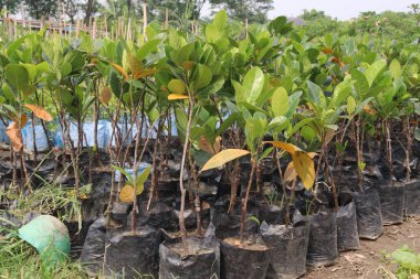 Çiftlikte satılık çakıl meyvesi fabrikası nakit mahsulü. Yüksek tansiyonu, kalp hastalıklarını, felçleri, kemik kaybını azaltır. Jack Tree 'nin meyvesi Artocarpus Heterofillus, Dut ve Ekmek Meyvesi Ailesi.