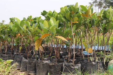Çiftlikte satılık çakıl meyvesi fabrikası nakit mahsulü. Yüksek tansiyonu, kalp hastalıklarını, felçleri, kemik kaybını azaltır. Jack Tree 'nin meyvesi Artocarpus Heterofillus, Dut ve Ekmek Meyvesi Ailesi.