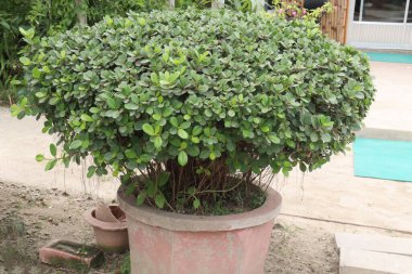 Ficus microcarpa ağacı fidanlıkta satılıyor.