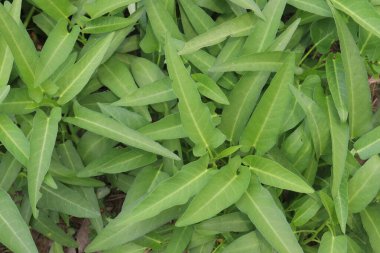 Lezzetli ve sağlıklı su ıspanak çiftliği hasat için nakit mahsuldür.