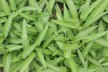 Lezzetli ve sağlıklı su ıspanak çiftliği hasat için nakit mahsuldür.