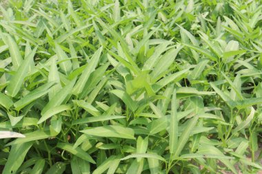 Lezzetli ve sağlıklı su ıspanak çiftliği hasat için nakit mahsuldür.