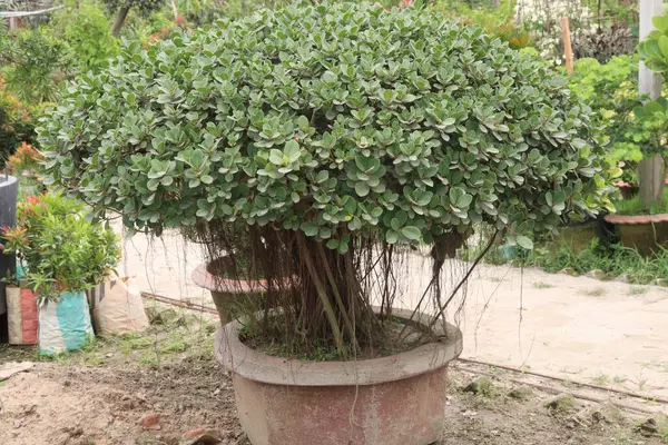 Ficus microcarpa ağacı fidanlıkta satılıyor.