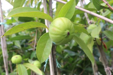 Garcinia Kambogia, tarlada yetişen tropikal bir meyve bitkisidir. Baharat, yiyecek koruyucusu, lezzet ve baharat olarak kullanılır. İştah kontrolü, kilo kaybı, kandaki yağ seviyesinin düşmesi.