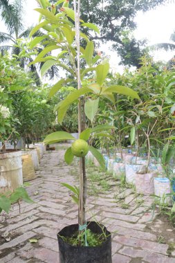 Garcinia Kambogia, tarlada yetişen tropikal bir meyve bitkisidir. Baharat, yiyecek koruyucusu, lezzet ve baharat olarak kullanılır. İştah kontrolü, kilo kaybı, kandaki yağ seviyesinin düşmesi.