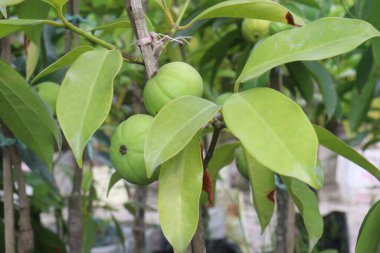 Garcinia Kambogia, tarlada yetişen tropikal bir meyve bitkisidir. Baharat, yiyecek koruyucusu, lezzet ve baharat olarak kullanılır. İştah kontrolü, kilo kaybı, kandaki yağ seviyesinin düşmesi.