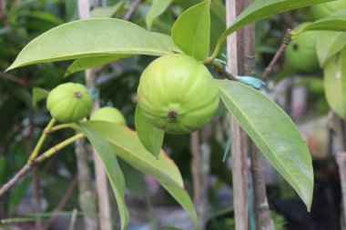 Garcinia Kambogia, tarlada yetişen tropikal bir meyve bitkisidir. Baharat, yiyecek koruyucusu, lezzet ve baharat olarak kullanılır. İştah kontrolü, kilo kaybı, kandaki yağ seviyesinin düşmesi.