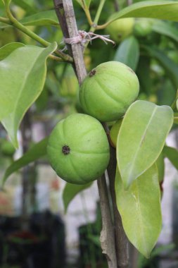 Garcinia Kambogia, tarlada yetişen tropikal bir meyve bitkisidir. Baharat, yiyecek koruyucusu, lezzet ve baharat olarak kullanılır. İştah kontrolü, kilo kaybı, kandaki yağ seviyesinin düşmesi.