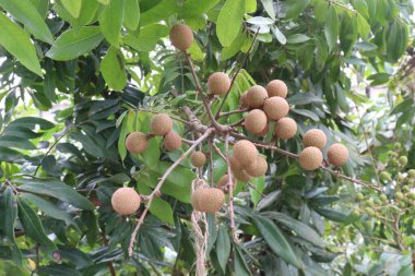 Tarlada hasat için ağaçtaki Longan meyvesi nakit mahsulüdür.