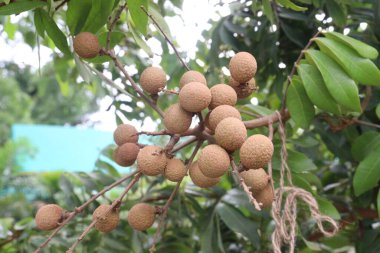 Tarlada hasat için ağaçtaki Longan meyvesi nakit mahsulüdür.