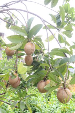 Çiftlikteki ağaçtaki sapodilla, hasat için nakit mahsuldür. Beslenme lifleri var. Lifler bağırsak sağlığını geliştirir. Ayrıca kendini daha uzun süre dolu hissetmeni ve kan şekerini kontrol etmeni sağlar.
