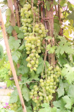 Çiftlikteki ağaçtaki lezzetli ve sağlıklı üzüm hasadı nakit mahsulüdür.