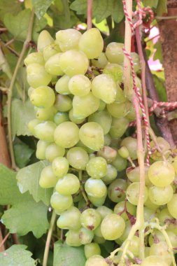 Çiftlikteki ağaçtaki lezzetli ve sağlıklı üzüm hasadı nakit mahsulüdür.