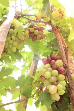 Çiftlikteki ağaçtaki lezzetli ve sağlıklı üzüm hasadı nakit mahsulüdür.