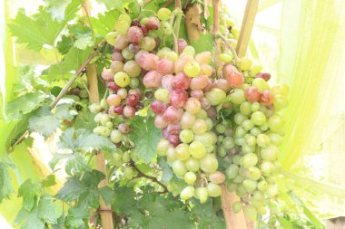 Çiftlikteki ağaçtaki lezzetli ve sağlıklı üzüm hasadı nakit mahsulüdür.