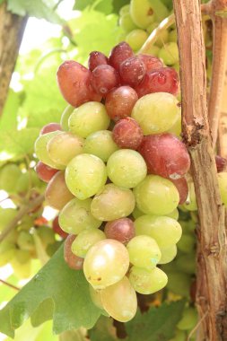 Çiftlikteki ağaçtaki lezzetli ve sağlıklı üzüm hasadı nakit mahsulüdür.