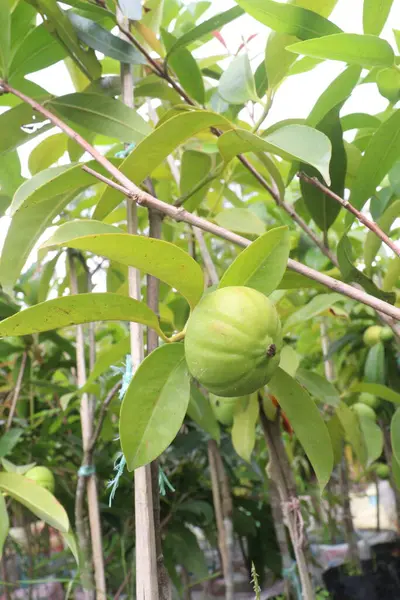 Garcinia Kambogia, tarlada yetişen tropikal bir meyve bitkisidir. Baharat, yiyecek koruyucusu, lezzet ve baharat olarak kullanılır. İştah kontrolü, kilo kaybı, kandaki yağ seviyesinin düşmesi.