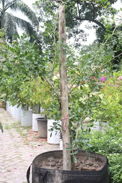 Hasat için çiftlikteki ağaçtaki ahşap elma nakit mahsuldür. Meyvenin her parçasının tıbbi özelliği var. Karaciğer, kalp, ishal, dizanteri, hıçkırık, boğaz ağrısı, diş eti hastalığı tedavisi.