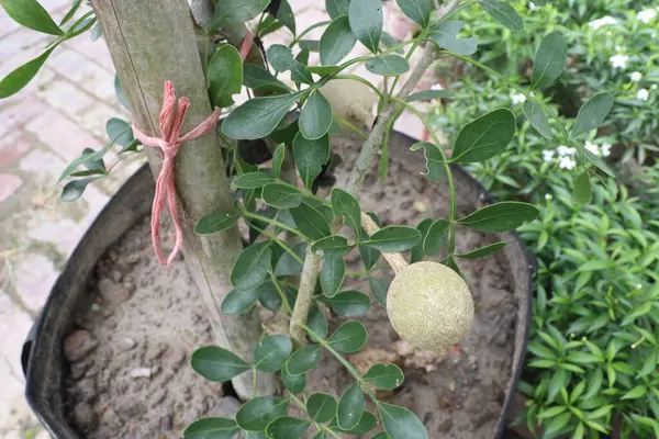 Hasat için çiftlikteki ağaçtaki ahşap elma nakit mahsuldür. Meyvenin her parçasının tıbbi özelliği var. Karaciğer, kalp, ishal, dizanteri, hıçkırık, boğaz ağrısı, diş eti hastalığı tedavisi.