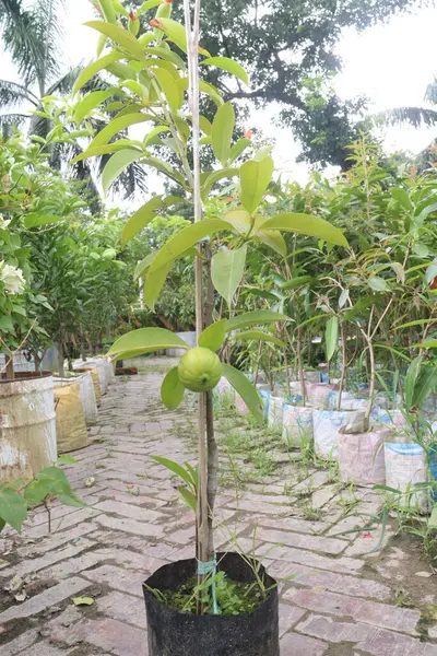 Garcinia Kambogia, tarlada yetişen tropikal bir meyve bitkisidir. Baharat, yiyecek koruyucusu, lezzet ve baharat olarak kullanılır. İştah kontrolü, kilo kaybı, kandaki yağ seviyesinin düşmesi.