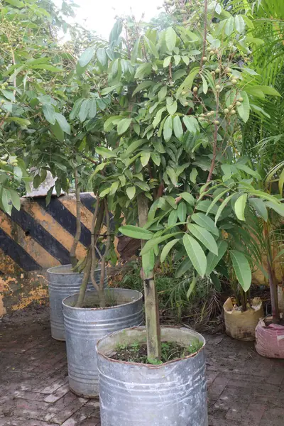 Tarlada hasat için ağaçtaki Longan meyvesi nakit mahsulüdür.
